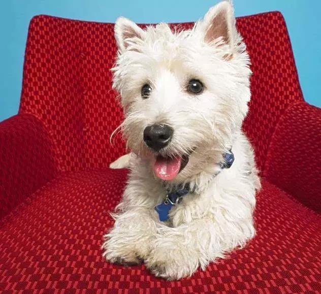 45种狗狗,45种狗狗很难得一见你认识几种