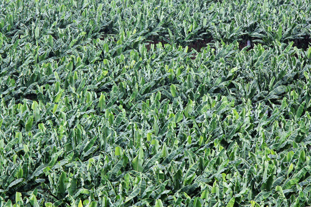 香蕉苗可以种植吗,香蕉苗可以直接种吗
