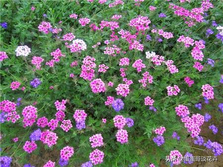 家里养花肥料上多了怎么补救,家里养花缺营养怎么办