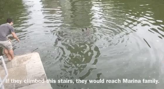 新加坡打架最惨烈的一次,新加坡出租车司机种族冲突