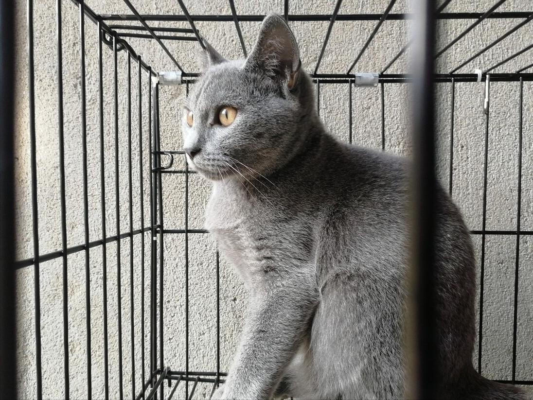 小猫咪总是喜欢咬人怎么训练,如何改掉猫咪爱咬人抓人的习惯