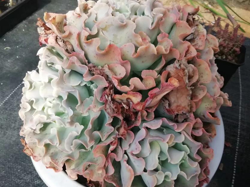 多肉养出状态来有多美？这102种多肉控养上色之后美呆了