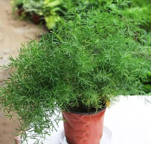 盆栽天门冬怎么修剪视频,天门冬盆栽配什么盆