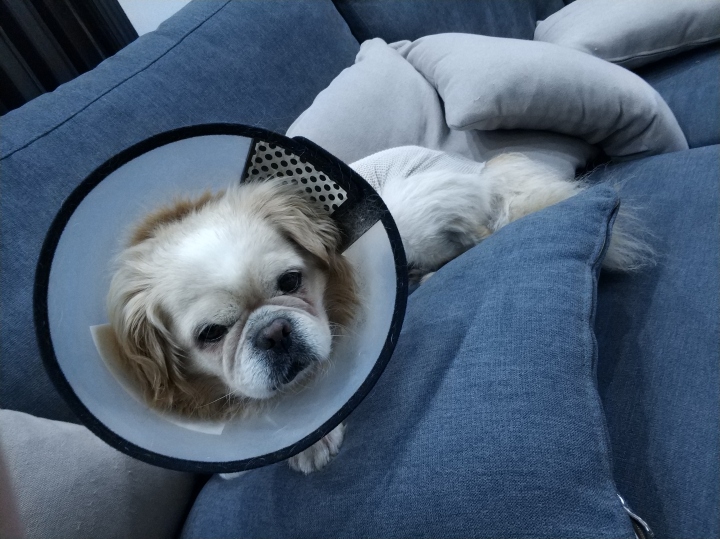 公猫膀胱结石手术,公犬尿道结石手术