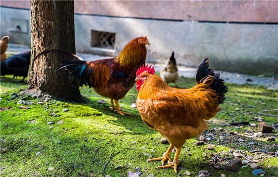 蛋鸡标准化安全生产关键技术,蛋鸡养殖安全管理制度