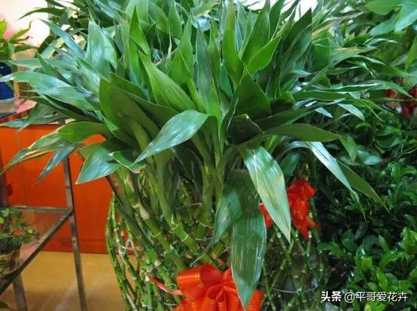 富贵竹黄叶用什么解决,富贵竹总黄叶