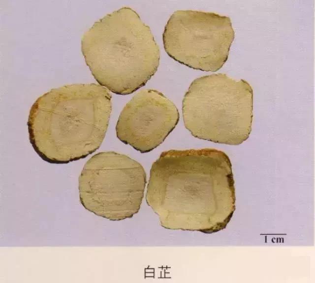 中药材图片大全大图带药名,200多味中药材图谱带图