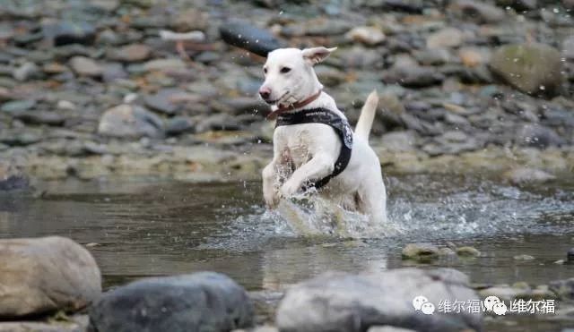 请用绝育保护它——宠物营养师亲身讲述自家爱犬绝育经历