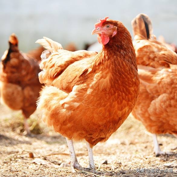 肉鸡滴虫病,肉鸡梭菌怎么预防