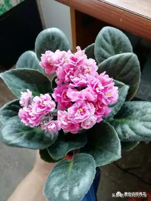 4种耐阴花好看好养活室内也能开,和绿萝长得很像耐阴的植物