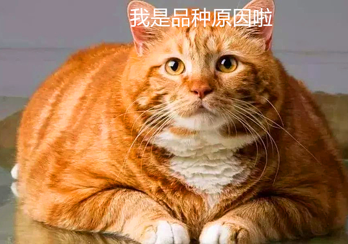 猫吃什么食物增肥最快,猫太瘦了怎么增肥最快