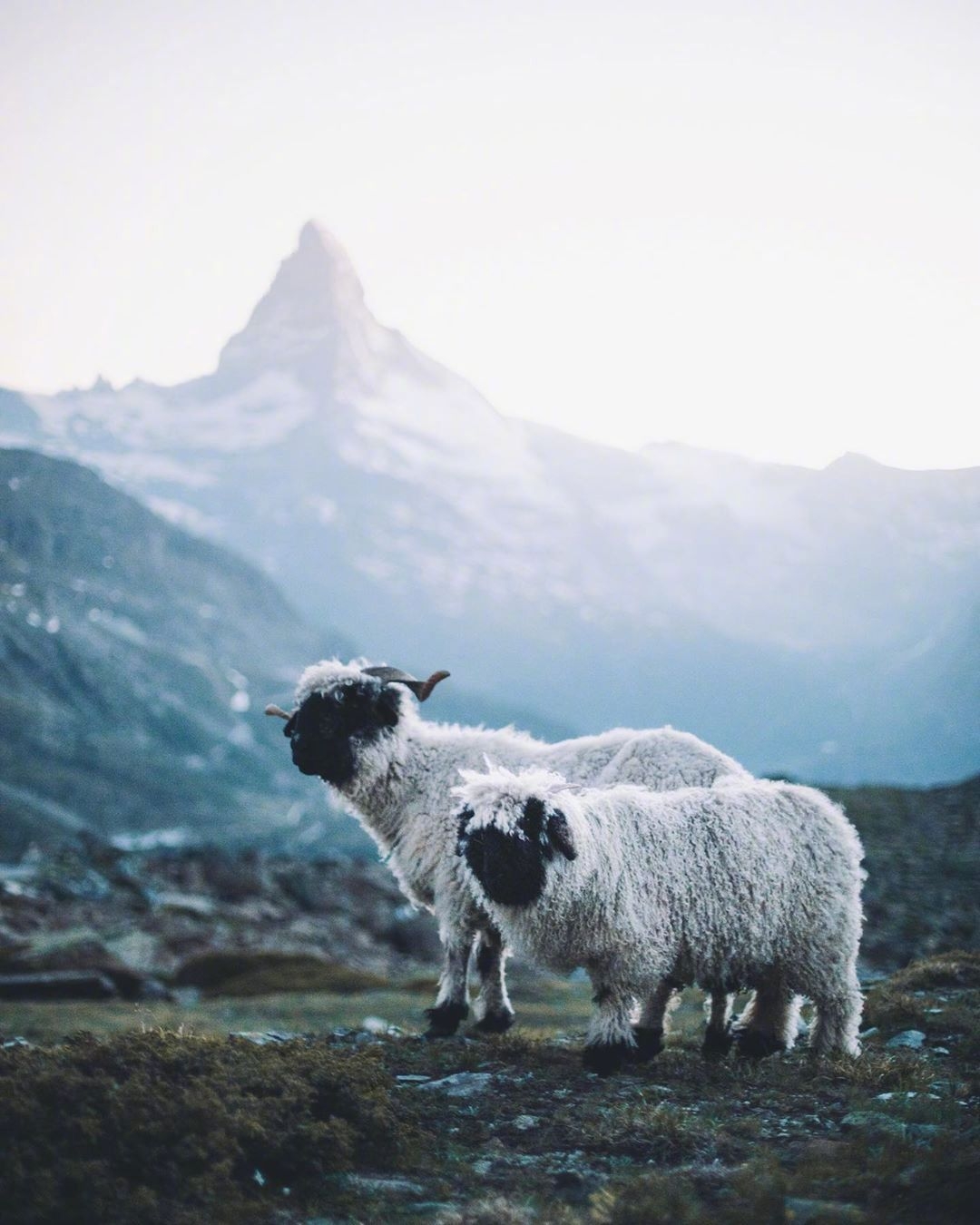 今日萌图,仓鼠身上长了疑似肿瘤的东西