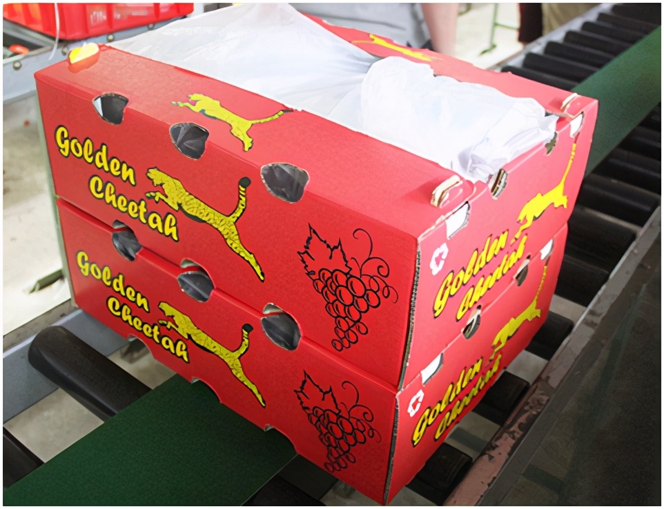 进口提子哪些品种 (进口提子品种及图解)