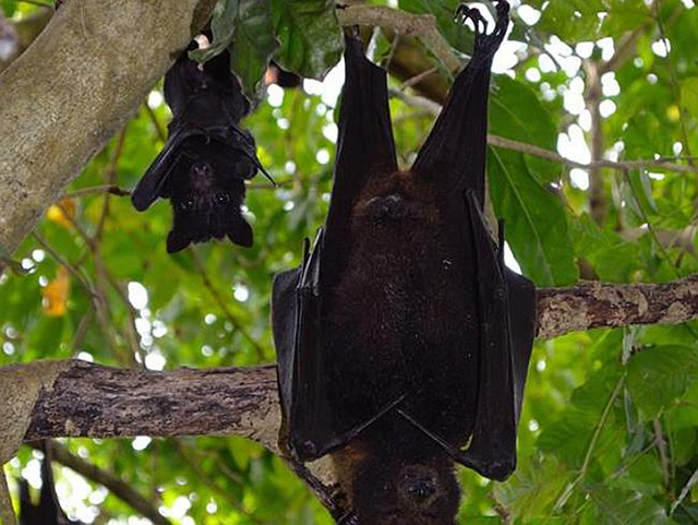 新冠肺炎、澳洲大火、东非蝗灾一系列灾难：2020年到底怎么了