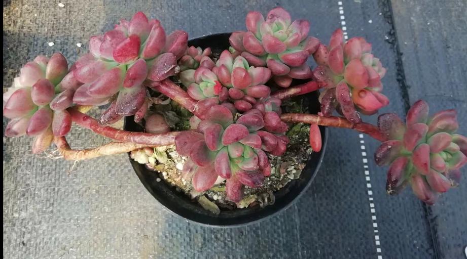 多肉养出状态来有多美？这102种多肉控养上色之后美呆了