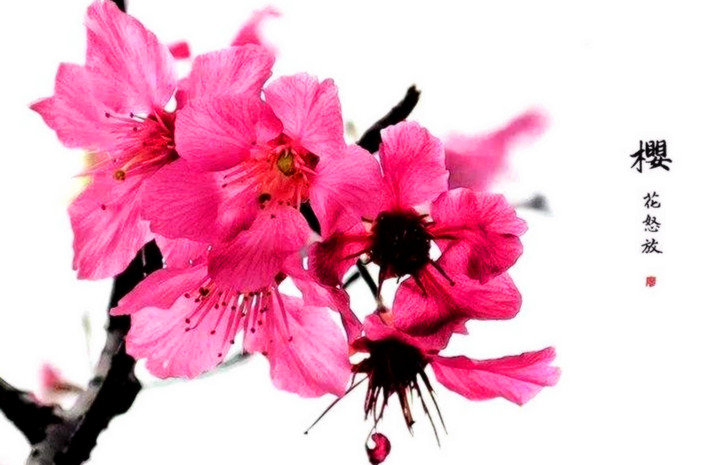 正官坐下食神如何取象,食神取象是什么意思