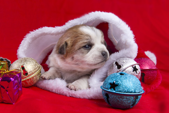 俄罗斯名犬中亚牧羊犬,俄罗斯西伯利亚雪橇犬