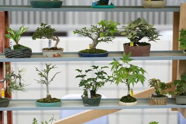 新手盆景养什么植物,新手养什么盆景树