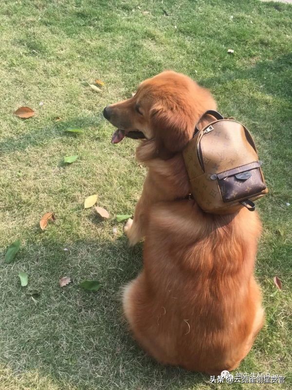 大家的包包和宠物，都太可爱了！