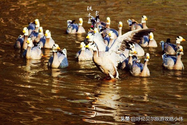 我和呼伦贝尔之间只隔一张火车票只需勇敢前行，梦想自会引路