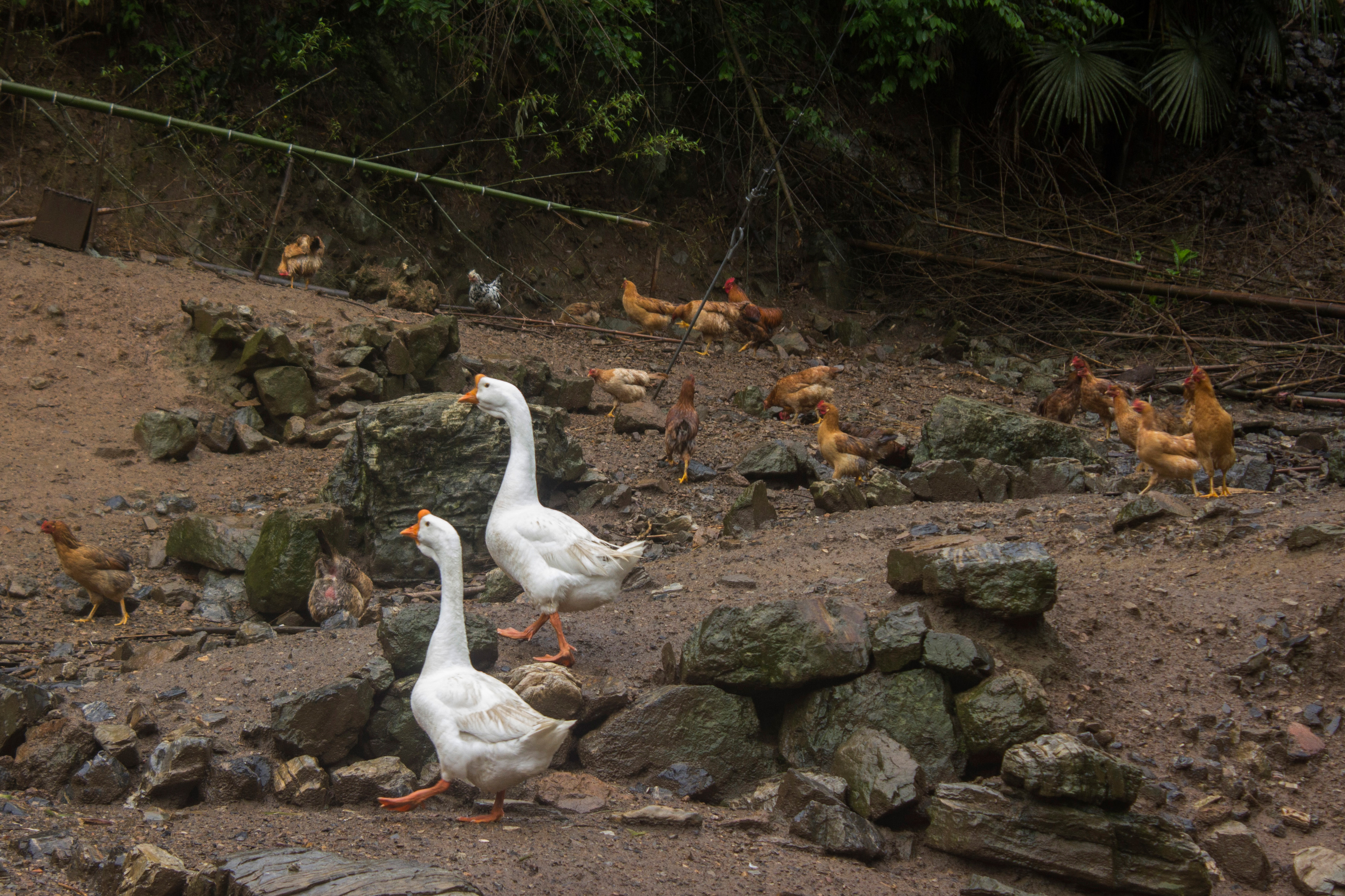 土鸡养殖技术一年挣多少钱,土鸡怎么养殖最赚钱