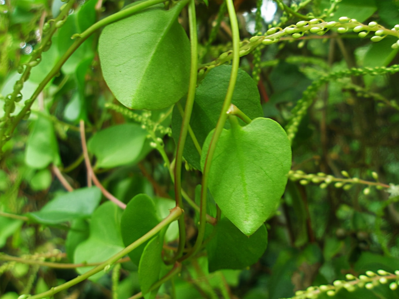 38种常见入侵植物花朵,38种疯狂的入侵植物