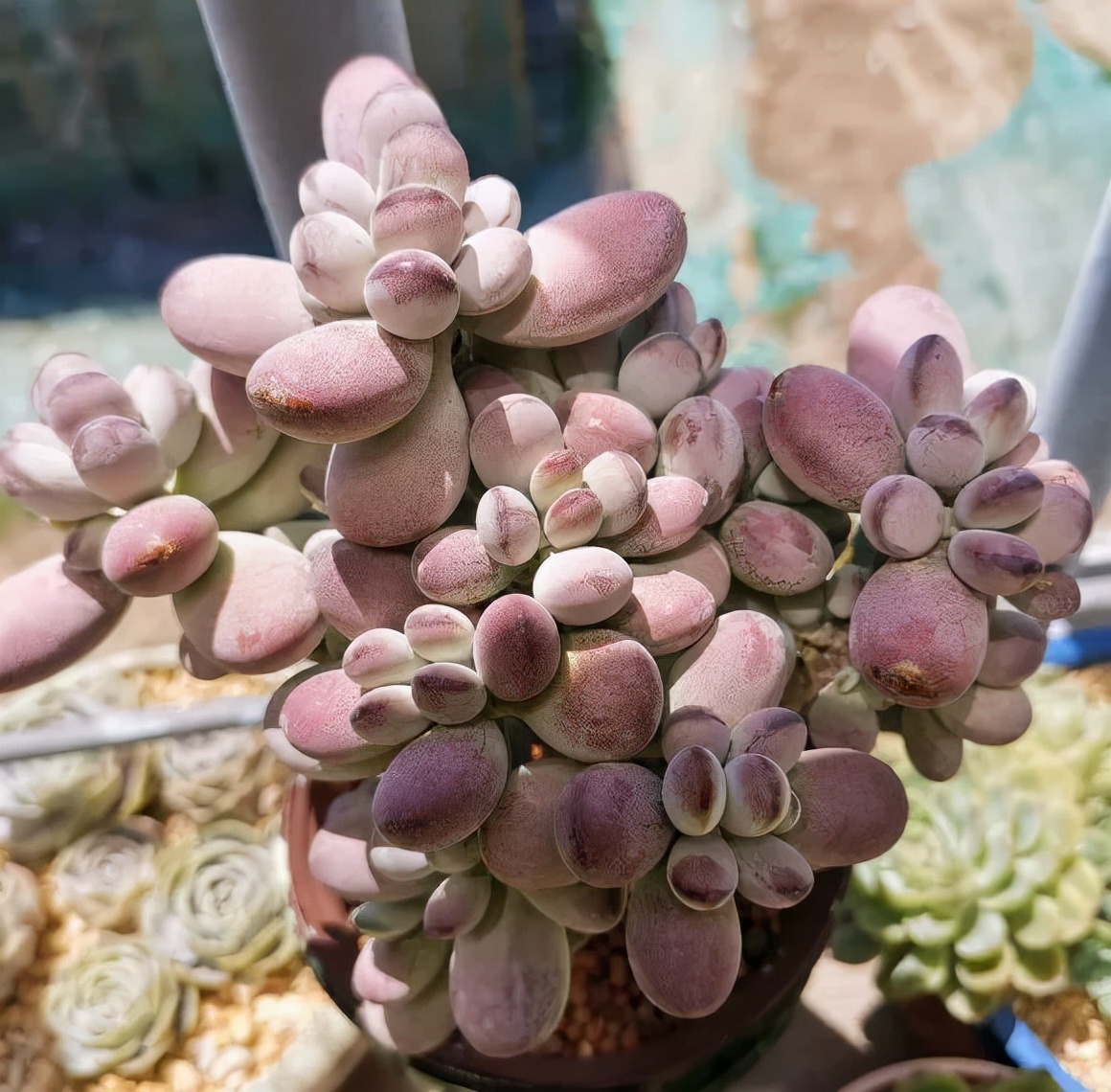 乒乓福娘锦的繁殖方法,乒乓福娘可以叶插繁殖吗