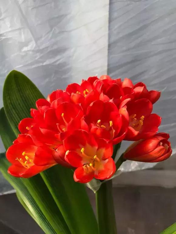 君子兰开花后变成三个头了咋养,君子兰怎样才能结子