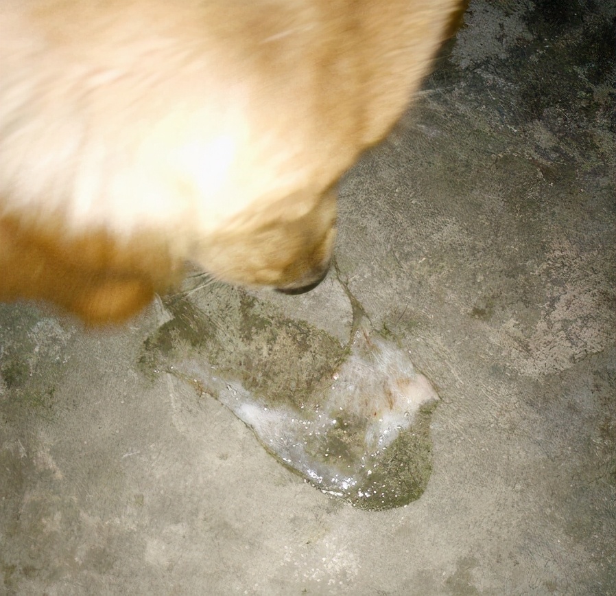 狗狗心脏肥大喘得厉害怎么办,狗狗心脏肥大能治好吗应如何调理