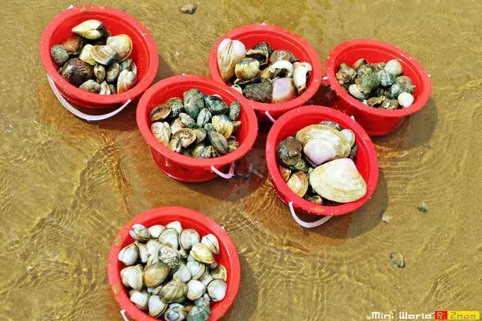 藏在日照的海边，竟然有一处世外桃源，赶海，捕鱼，温馨民宿……