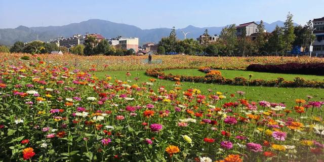 “菌”临天下之丽水市云和黑木耳