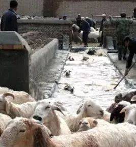 羊体外寄生虫多怎么办,羊体外寄生虫用什么药喷雾