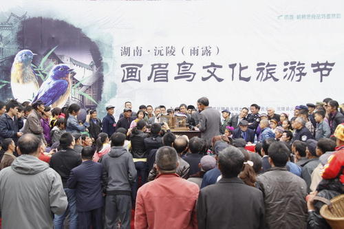 画眉最危险的方法,画眉不叫会撞头