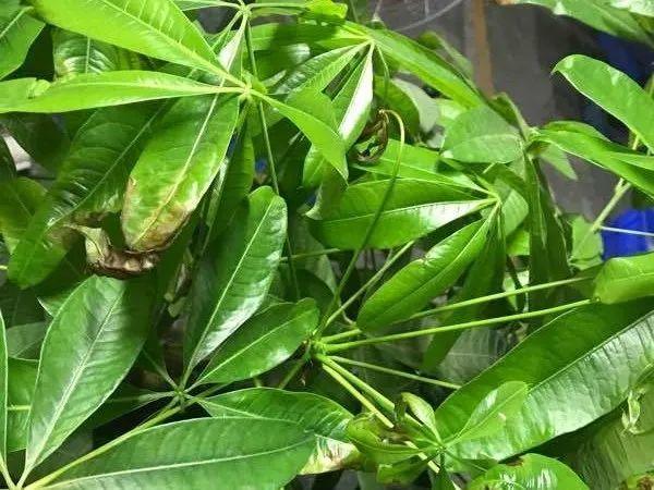 花叶子冒水珠怎么养,花叶子哗哗掉