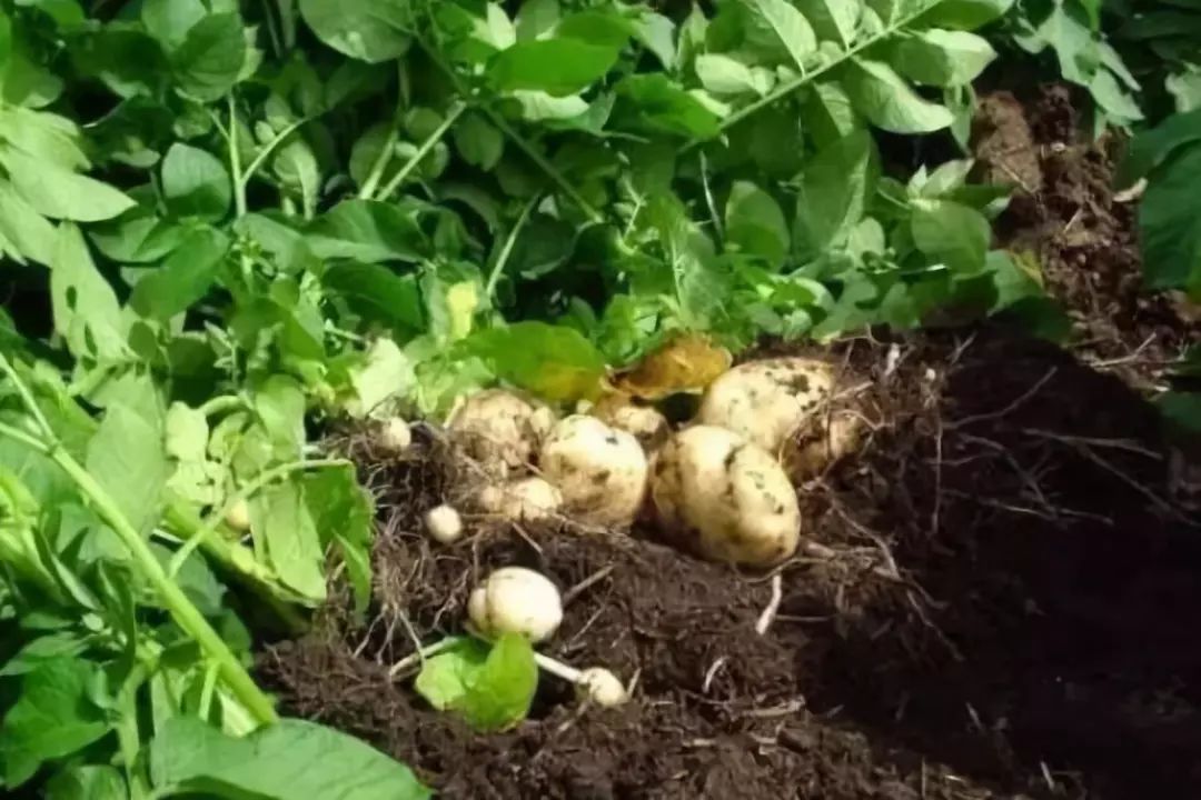 马铃薯青枯病怎么治疗,马铃薯青枯病