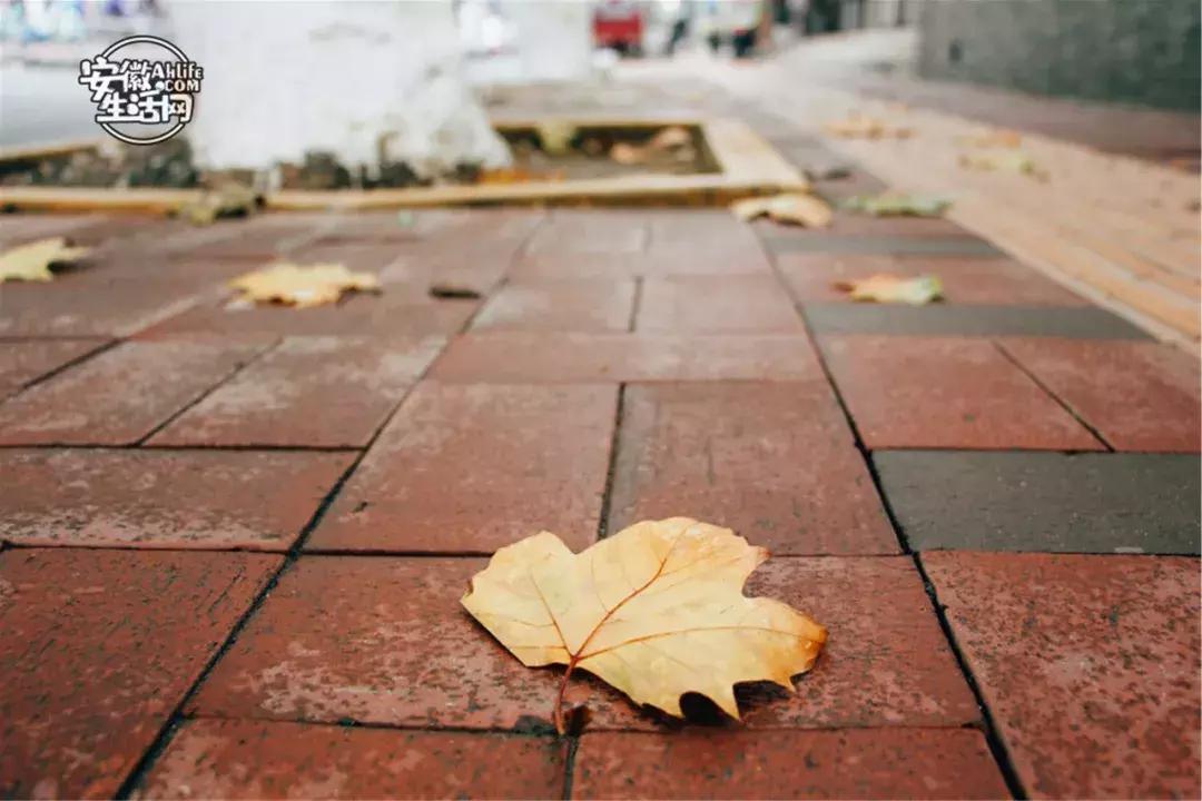 合肥市区免费游玩推荐,合肥市区一日游推荐免费景点