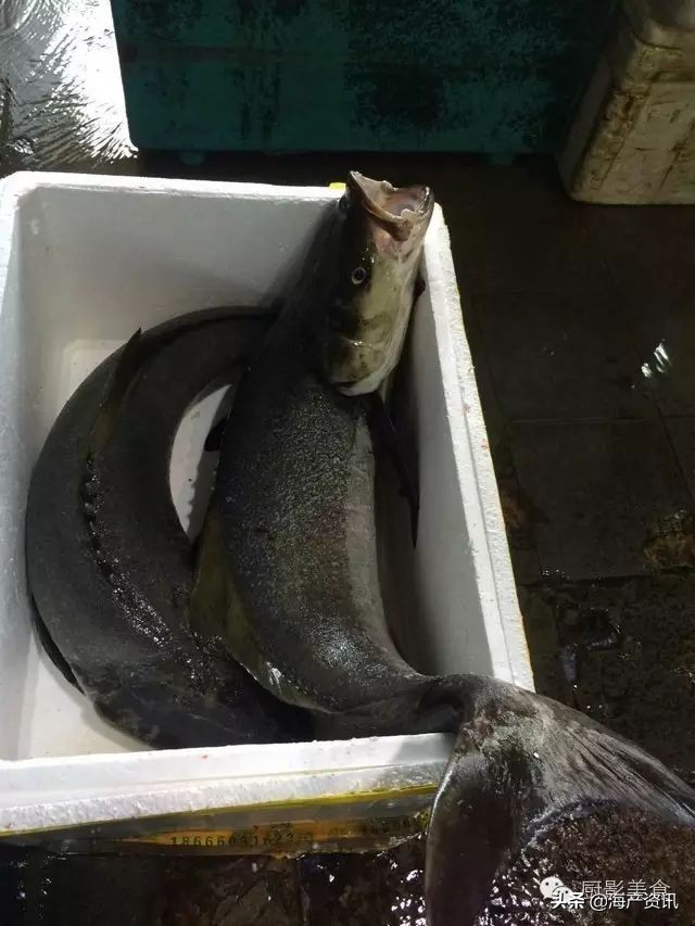 这些诱人的美食你吃过吗,世界上顶级海鲜大全你吃过几种