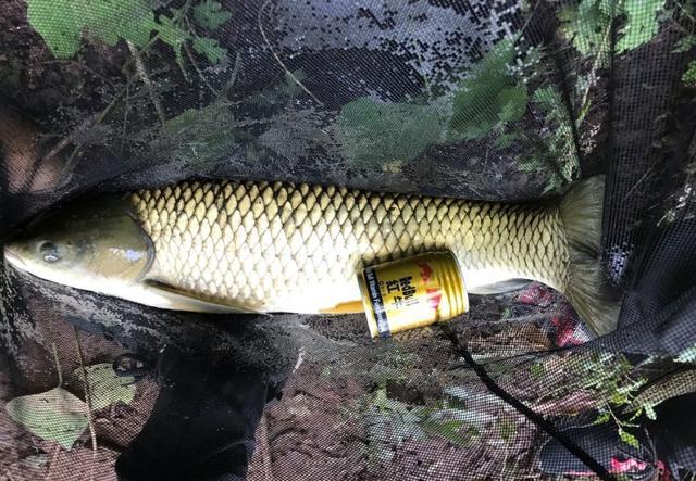 初冬野钓鲫鲤鱼饵料配方,冬季水库野钓钓鱼技巧视频