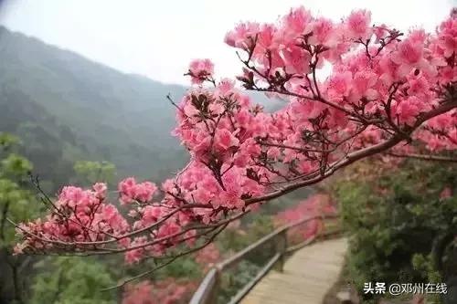 南阳最新重要新闻,河南南阳有什么大事