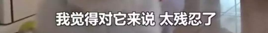 备孕家里的毛孩子怎么办,毛孩子发情期关注事项