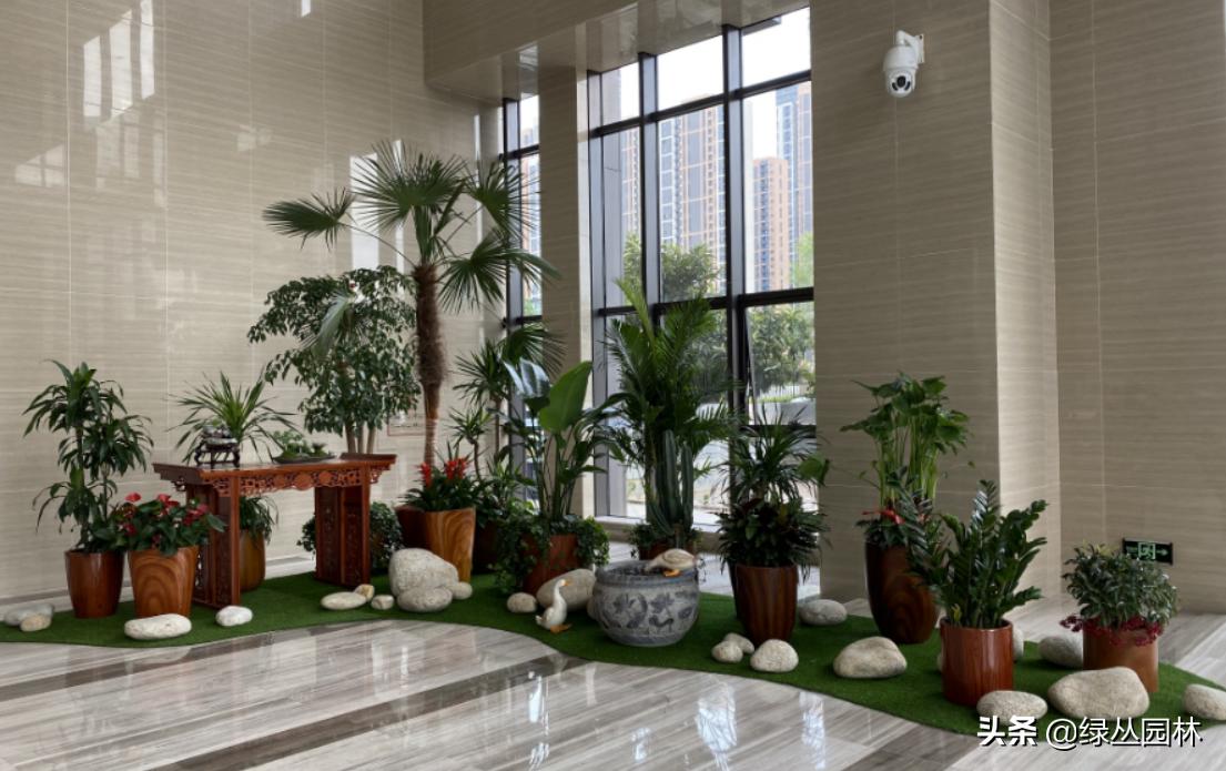 光谷绿植租赁价格,武汉绿植租赁推荐