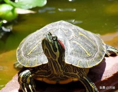 养龟小技巧巴西龟,新手养巴西龟最简单的方法