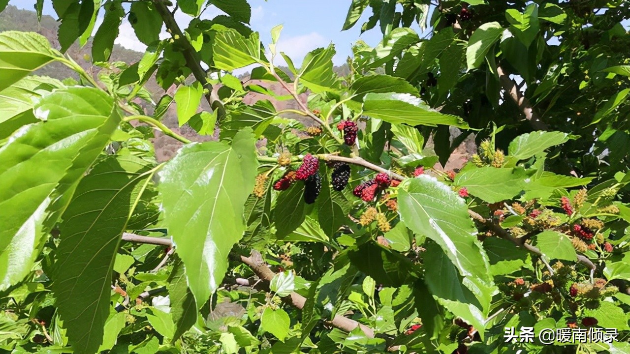 亡人不撞七是啥意思,逝去的人不犯七有什么说法