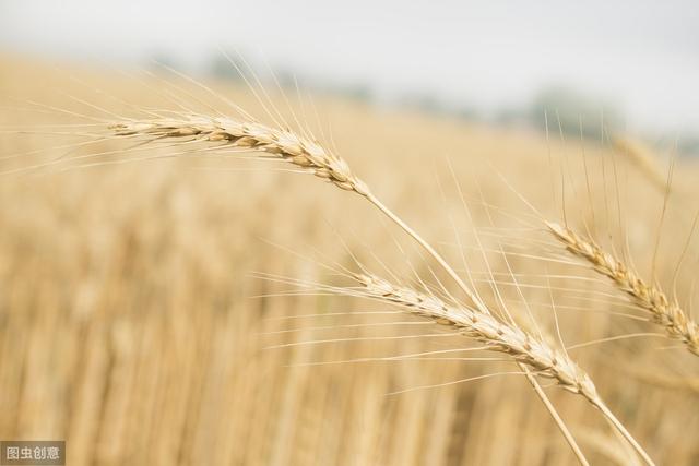 小麦锈病可导小麦作物损失高达100％，农户们都需要关注