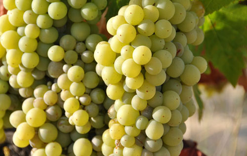 自酿葡萄酒表面有白色霉菌是什么,葡萄发霉可以酿酒