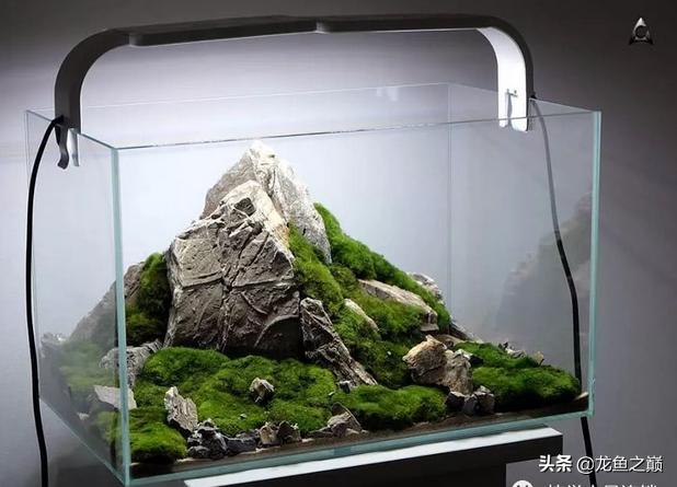 沉木与什么石头搭配造景,沉木造景选树桩还是拱桥