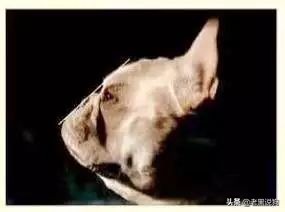 蓝法斗长大后毛色变化,国际认可纯种法斗毛色