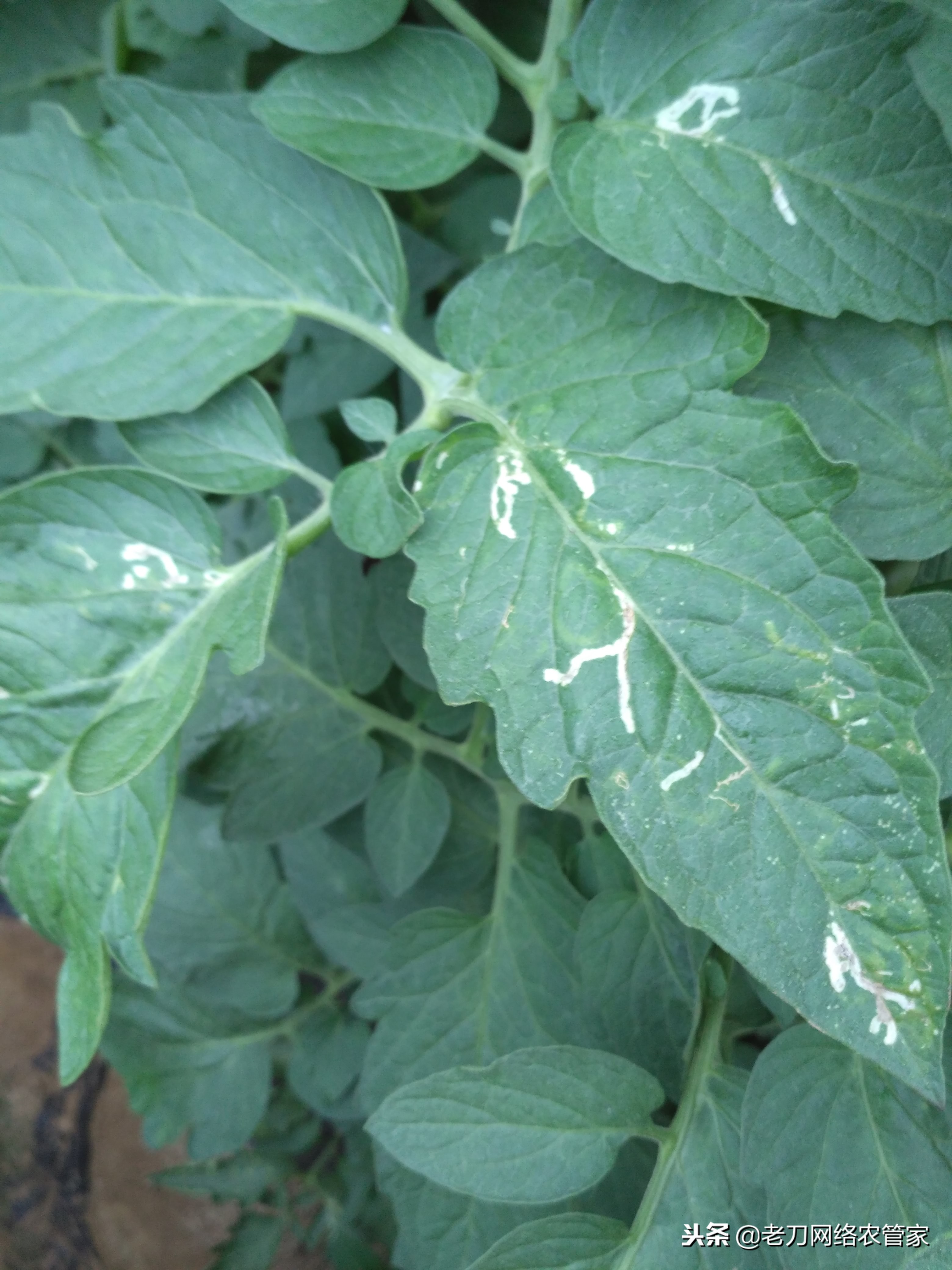 斑潜蝇潜叶蛾鬼画符,斑潜蝇鬼画符图谱