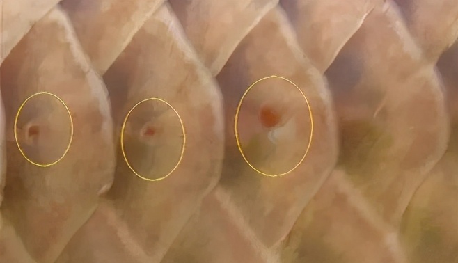 龙鱼疾病治疗视频,龙鱼常见病100种