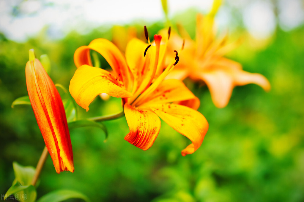 100种常见园林图鉴,列举20类不同的园林花卉